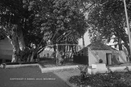 Image du Maroc Professionnelle de  Le sanctuaire du saint Sidi Bousmara. La légende raconte qu’un vieux pèlerin à la barbe blanche drapé de blanc frappa alors le sol avec son bâton et une source jaillit du sol. il s’installe à Casablanca au milieu du cimetière et plante un caoutchouc qui devint rapidement gigantesque. Le saint marabout Sidi Bousmara est visité depuis longtemps par tous ceux qui sont atteint de la rage convergent vers ce lieu et plante un clou sur l’arbre dans l’espoir d’une guérison, ou sur le mur est, Jeudi 15 Février 2007. (Photo / Abdeljalil Bounhar) 